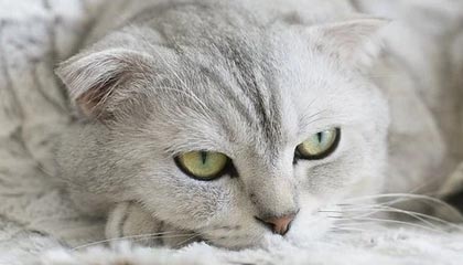 龟的头边缘有小颗粒不痛不痒：探秘龟类健康的隐秘信号